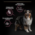 Pro Plan Medium Adult Sensitive OptiDerma Salmão ração para cães, , large image number null